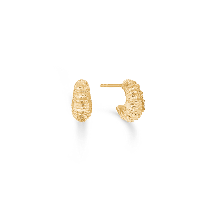 Studio Z Seashell Secrets Gold Plated Oorbellen klein, zichtbaar in goud met een gestructureerd oppervlak. Model 7210906-1